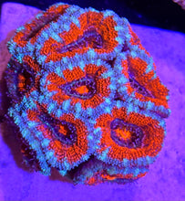 Lade das Bild in den Galerie-Viewer, Acanthastrea /Micromussa Lordhowensis Ultra Orange/Rot
