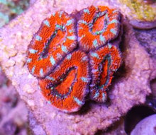 Lade das Bild in den Galerie-Viewer, Acanthastrea /Micromussa Lordhowensis Ultra Orange/Rot
